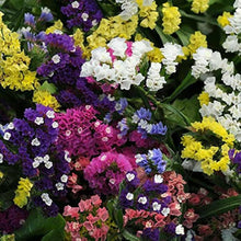 Rat Tail Statice Seeds (Limonium suworowii) for a lasting display in the Flower Borders