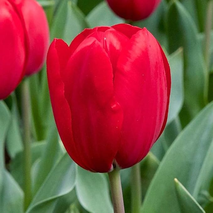 Tulip Tulipa Hybrida Flower Seeds for Planting – Colorful Blooms for Garden Beds and Spring Garden Displays