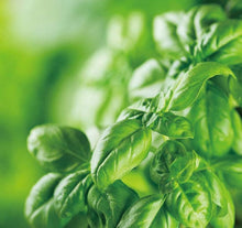 Aromatic Plants Basil Seeds for cooks growing their own fresh herbs