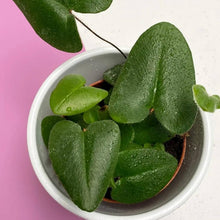 Harts Tongue Fern 'Furcata' Spores for Hardy Fern Garden Seeds known for hardy Fern Unusual Split Leaves