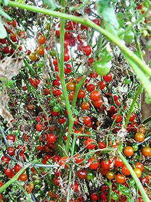 Tiny spoon heirloom currant tomato seeds