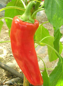 Chimayo Hot Pepper Seeds (Capsicum annuum) for productive rows in the Kitchen Garden Planting