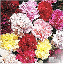 Mixed Color Carnation Seeds valued for fragrant, Colorful Blooms