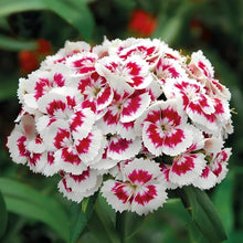 Sweet William Dianthus Barbatus Seeds for a lasting display in the Backyard Borders