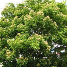 Evodia Danielli Tree Seeds (Evodia daniellii) for a lasting addition to the Urban Flower Bed