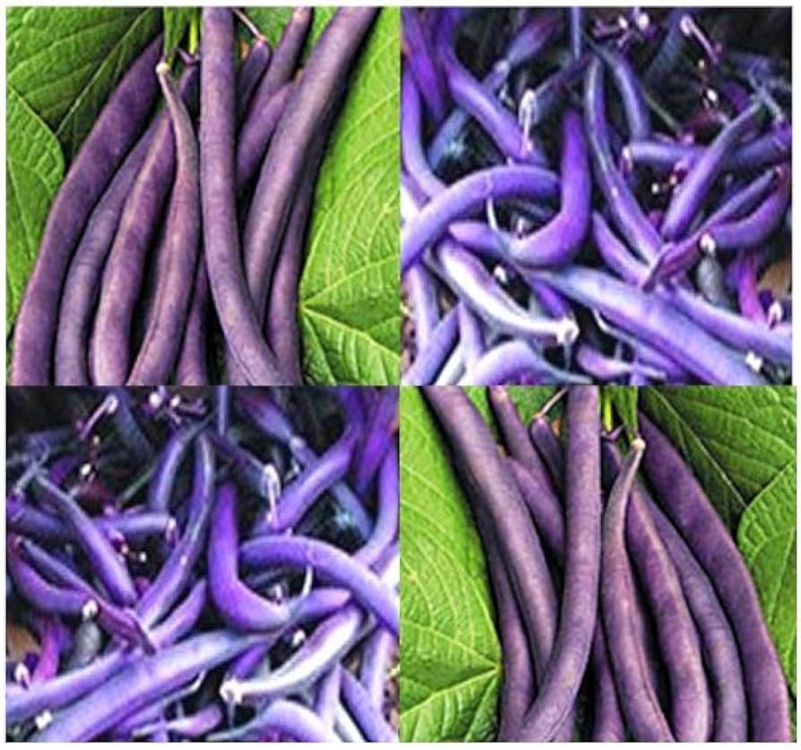 Purple King Bean (Phaseolus vulgaris) for planting in home vegetable garden