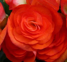 Double Orange Begonia Seeds prized for shade-Loving Displays