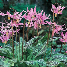 Erythronium Dens-Canis Lily Seeds for reliable seasonal color