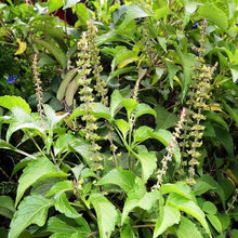 Green Holy Basil Plants for a fragrant addition to the herb patch