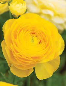 Ranunculus Asiaticus Seeds for colorful blooms in the Rich, Layered Garden Blooms