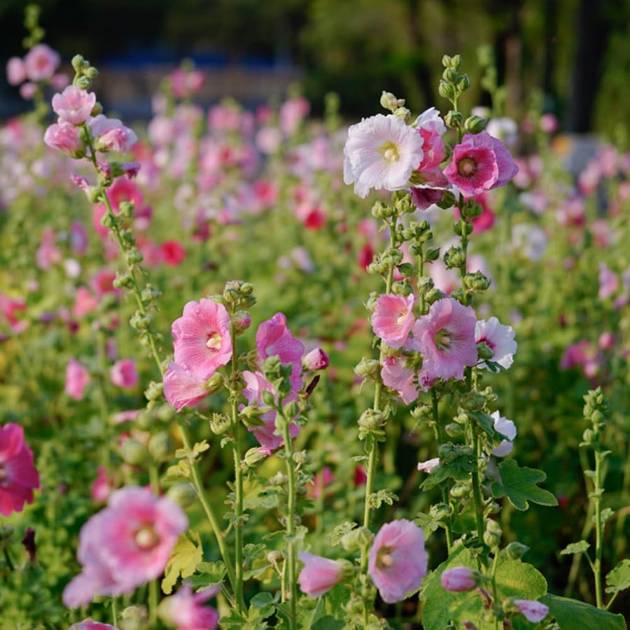 Hollyhock for planting
