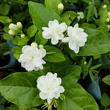 Jasmine Seeds (Jasminum officinale) for reliable seasonal color