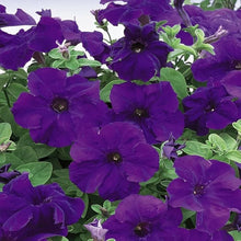 Petunia flower Seeds (Petunia hybrida) for a bright addition to the window boxes or balcony planters