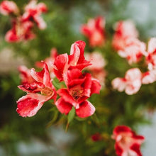Double Mix Godetia Azalea Seeds for gardeners building out beds and borders