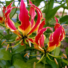 Lily Lilium Brownii Garland Flame Seeds for growers filling out the Ornamental Home Flower Beds