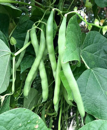 Blue Lake Pole Beans for Canning and Garden Seeds for a fresh homegrown crop from the Garden