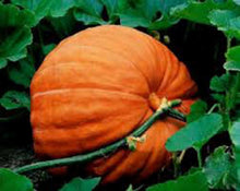 Big Max Pumpkin Seeds (Cucurbita maxima) for productive rows in the Large Garden Planting