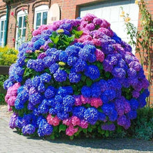 Hydrangea Seeds (Hydrangea spp.) for vertical growth across the Flower Bed & Home Garden