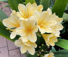 Dark Yellow Clivia Rare Houseplant  Ornamental Garden Plant for Home Gardening