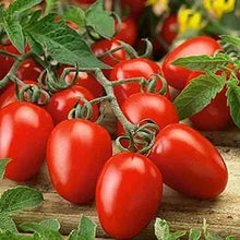 Roma VF Tomato Seeds prized among growers for heirloom Tomatoes