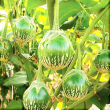 Thai Eggplant Petch Siam Seeds (Solanum melongena) for a fresh homegrown crop from the vegetable patch home garden