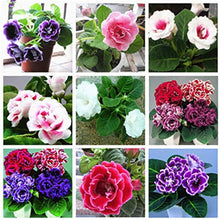 Gloxinia Plena Sinningia Flower Plant Seeds for growers seeking a long-blooming display