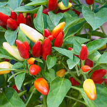 Red Ornamental Hot Pepper Seeds (Capsicum annuum) for a reliable harvest in the Urban Patio Pots