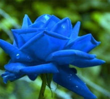 Midnight Supreme Dark Blue Rose Bush Seeds for reliable seasonal color