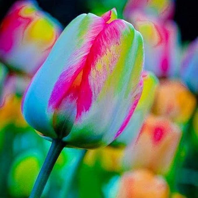 Rainbow Tulip Flower Seeds â€“ Multicolored Blooms for Dazzling Spring Gardens
