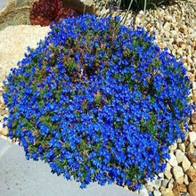 Alyssum Wonderland Series Blue Annual Seeds for colorful blooms in the Flower Bed