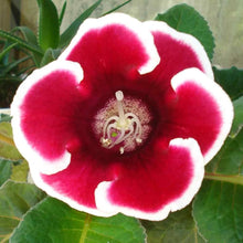 Mixed Gloxinia Seeds (Gloxinia spp.) for colorful blooms in the Flower Bed
