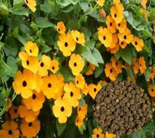 Black Eyed Susan Vine Seeds known for butterflies