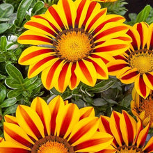 Gazania Kiss Yellow Seeds for growers filling out the Beds