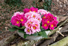 Double Blossom Primrose Seeds (Primula vulgaris) for gardeners building out beds and borders
