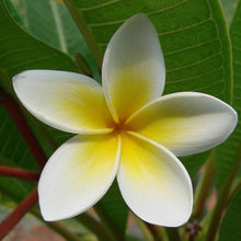 Frangipani Plumeria Rubra Lei Seeds grown for tropical Home Fragrant Landscaping
