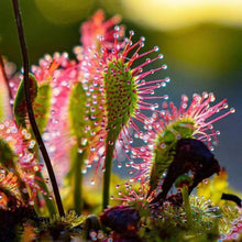 Sundew Plant Seeds for gardeners building out beds and borders