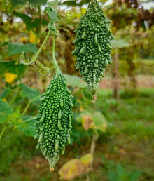 Bitter Gourd Seeds (Momordica charantia) for productive rows in the vegetable patch and kitchen garden