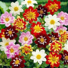 Dahlia Dandy Mix Seeds for reliable seasonal color