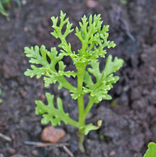 Daisy Seeds (Bellis perennis) for a lasting display in the Flower Bed & Garden