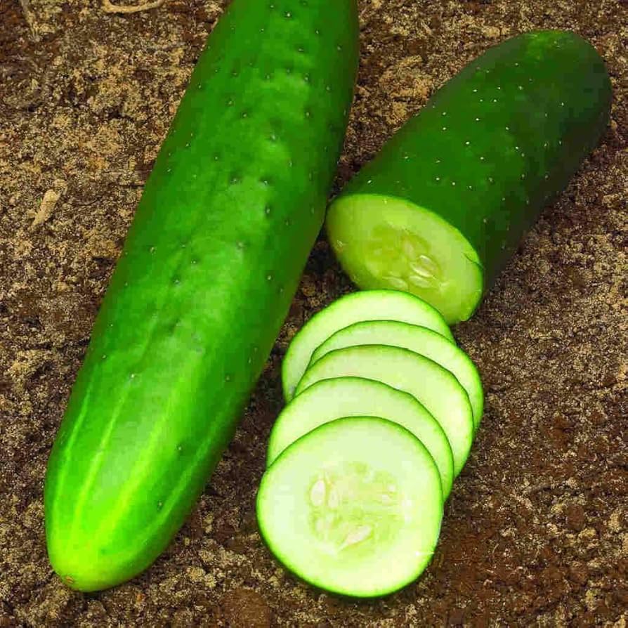 Straight Eight Cucumber (Cucumis sativus) seeds for organic gardens