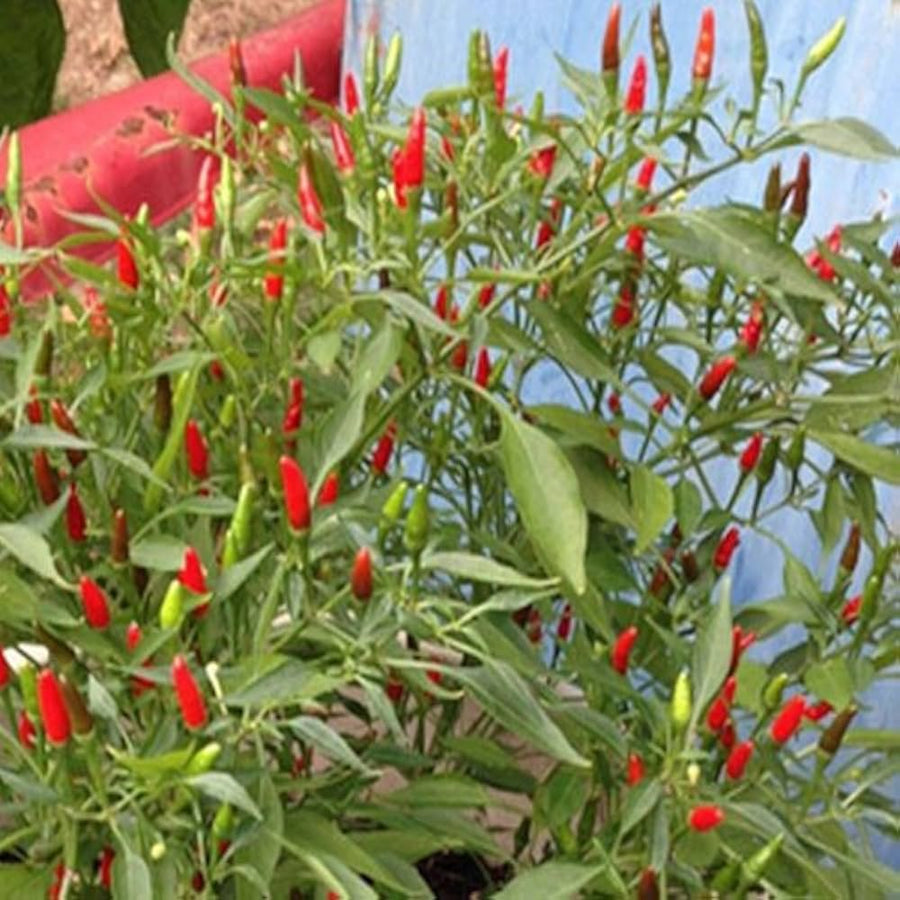 Riot Pepper Capsicum Seeds for a fresh homegrown crop from the growing super-hot peppers in your home garden and spicy