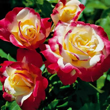 Red-Edged Rose Rosa Chinensis Seeds for a lasting display in the Backyard Decorative Borders