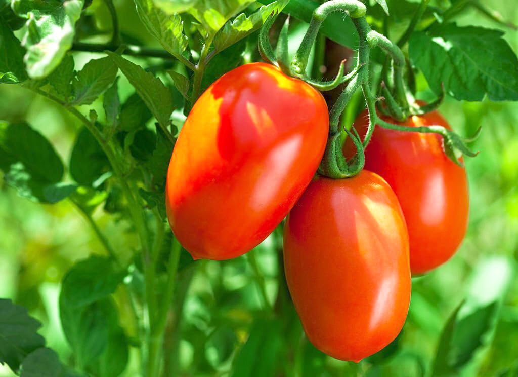 Tomato Solanum Lycopersicum Seeds for planting in backyard garden