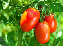 Tiger Asian Tomato Seeds (Solanum lycopersicum) for a productive addition to the vegetable patch
