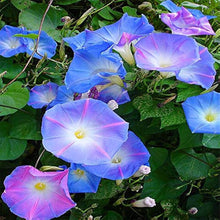 Morning Glory Petunia Seeds for growers seeking a long-blooming display