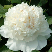 White Peony Seeds for growers filling out the Elegant, Pure Garden Blooms