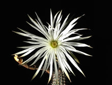 Lemaireocereus Cactus Seeds for low-maintenance growers