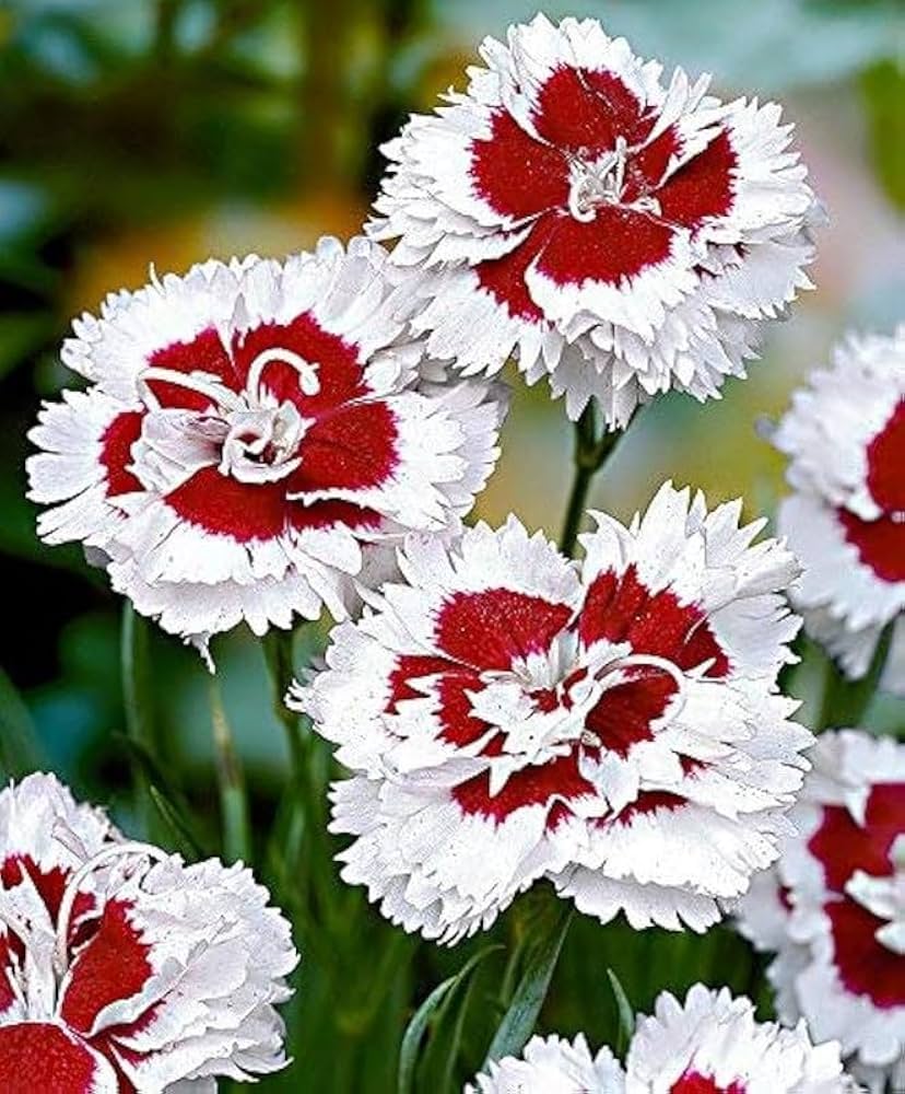 Phlox Mixed Colors Flower - for planting in home garden