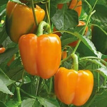 Heirloom Orange Sun Sweet Pepper Seeds (Capsicum annuum) for a fresh homegrown crop from the kitchen garden and container planting