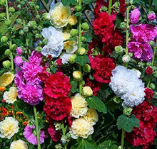 Stockrose Flower Alcea rosea for planting in flower bed